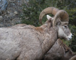 Sheep in Montana