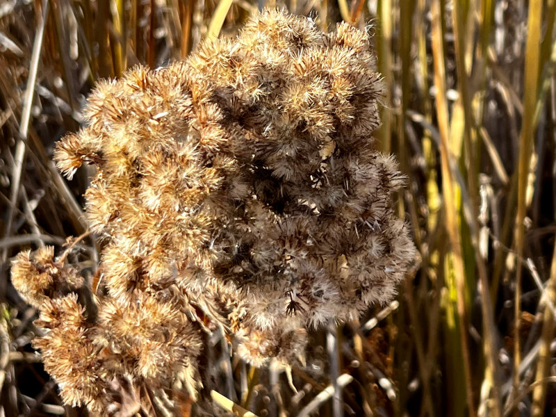 Foliage in the Fall