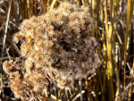 Foliage in the Fall