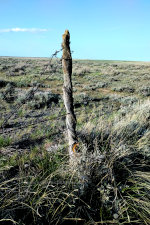 Fence in the Montana grasslands