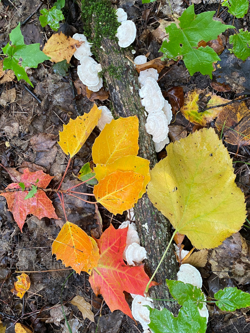 Fall Colors at the Tamarac National Wildlife Refuge