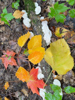 Fall Colors at the Tamarac National Wildlife Refuge