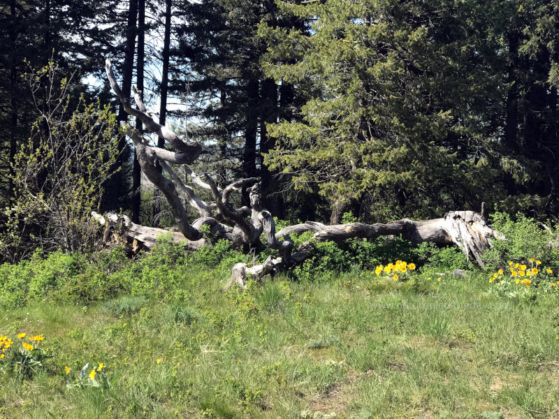 Interesting shaped fallen tree