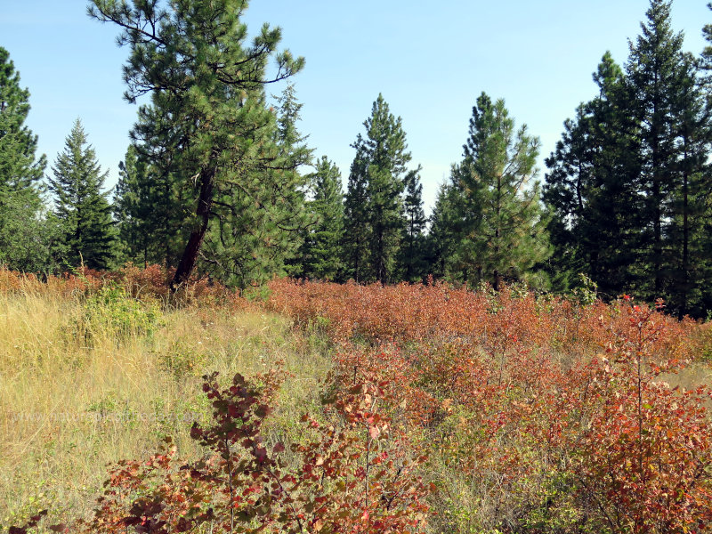 Ninebark in Idaho