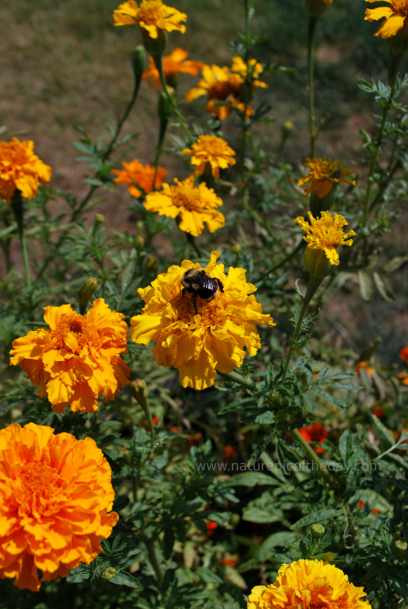 Bumble Bee and Marigolds