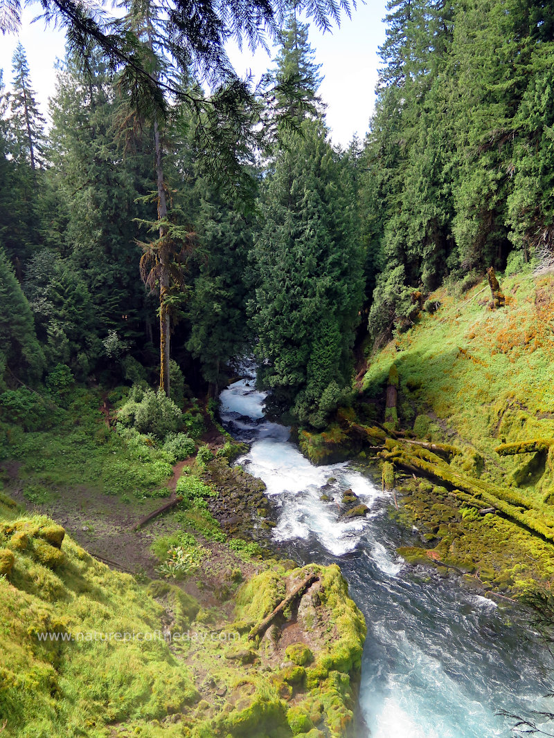 Mountain stream in Oregon