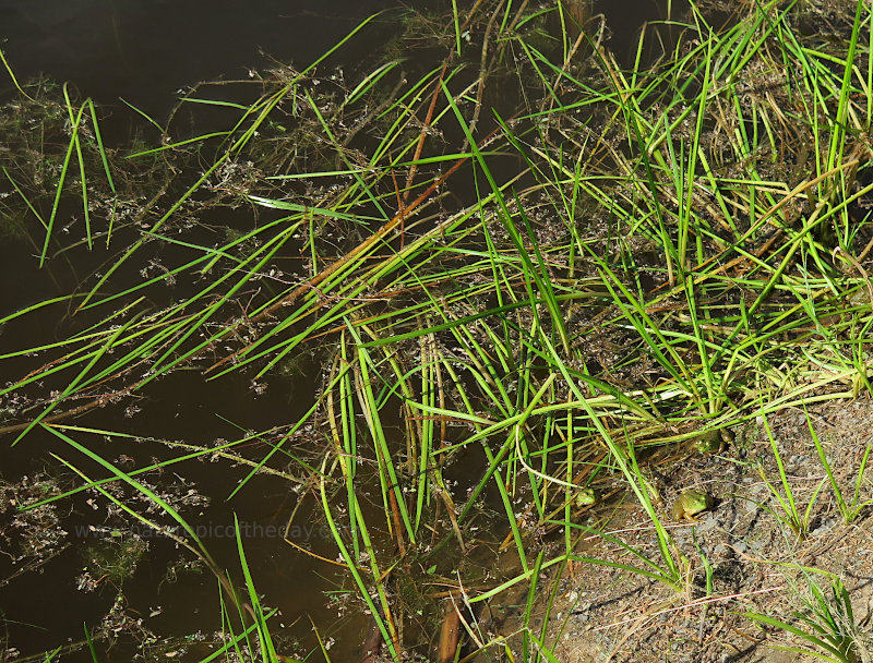 Frogs at a Pond