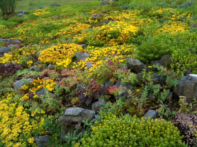 Color variety in western Washington