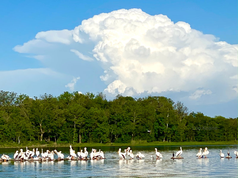 Pelicans on Cotton lake in Minnesota