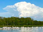 Pelicans on Cotton lake in Minnesota