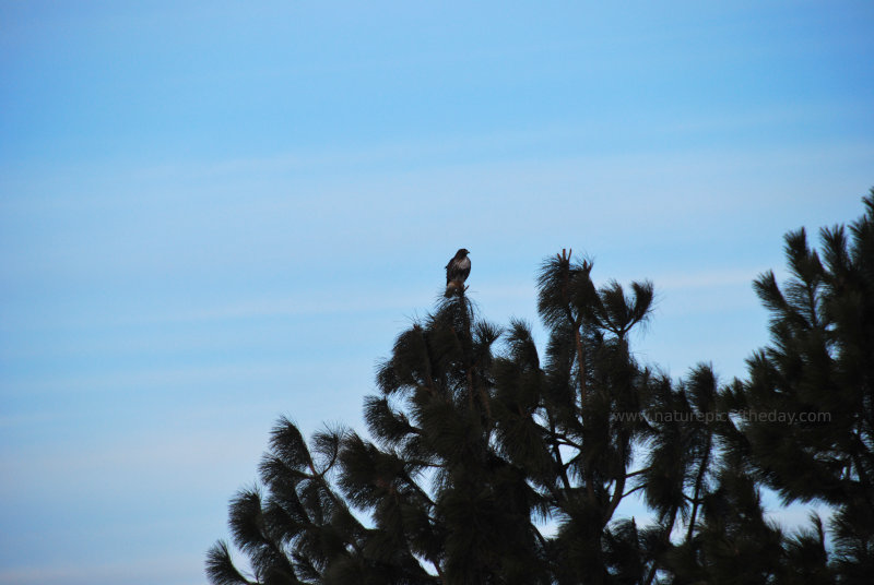 Field Hawk