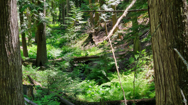 Cedars, ferns, and other things that love water