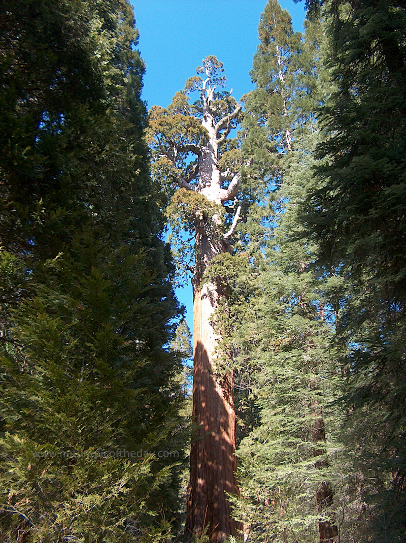 Sequoia Redwood