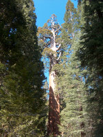 Sequoia Redwood