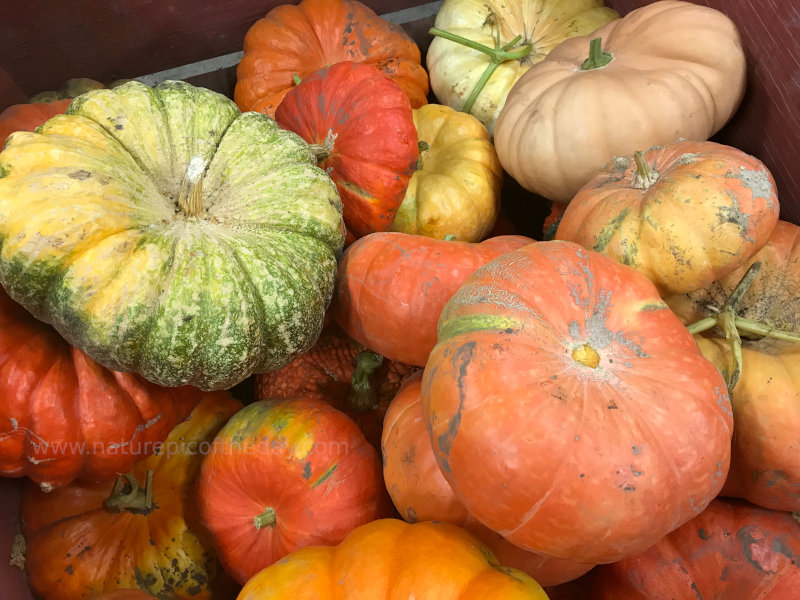 Gourds and pumpkins