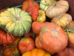 Gourds and pumpkins