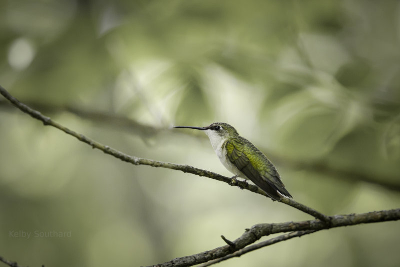 Hummingbird in Ohio