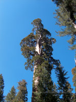 General Sherman in Sequoia National Park