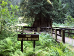 Giant Western Red Cedar in Idaho