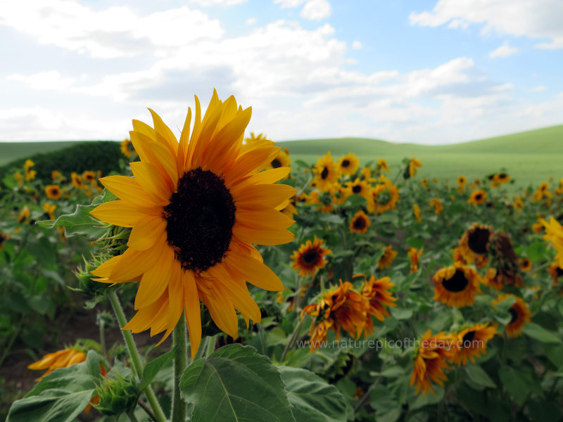 Sunflowers