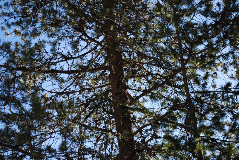 Lodgepole pine in Montana