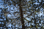 Lodgepole pine in Montana