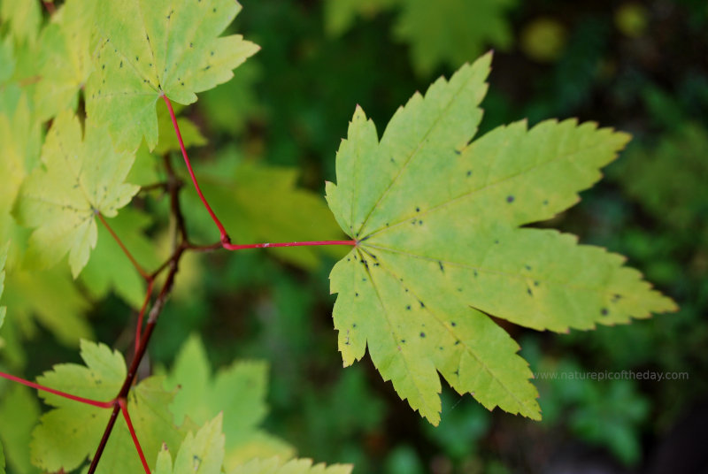 Maple Leaf in Washington State
