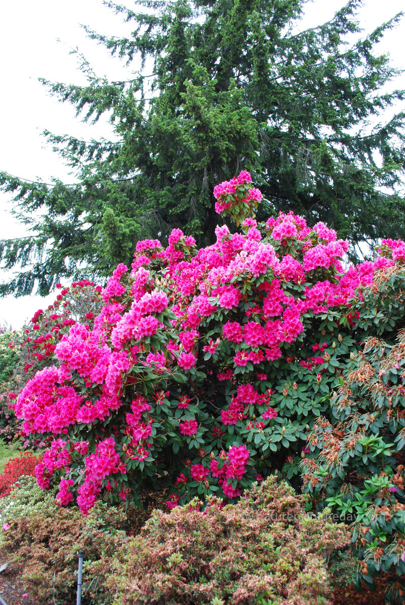 Rhododendron