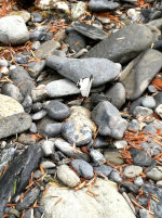 Butterfly on River Rock