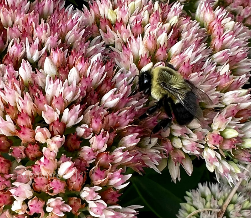 Bumblebee on a flower