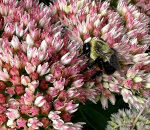 Bumblebee on a flower