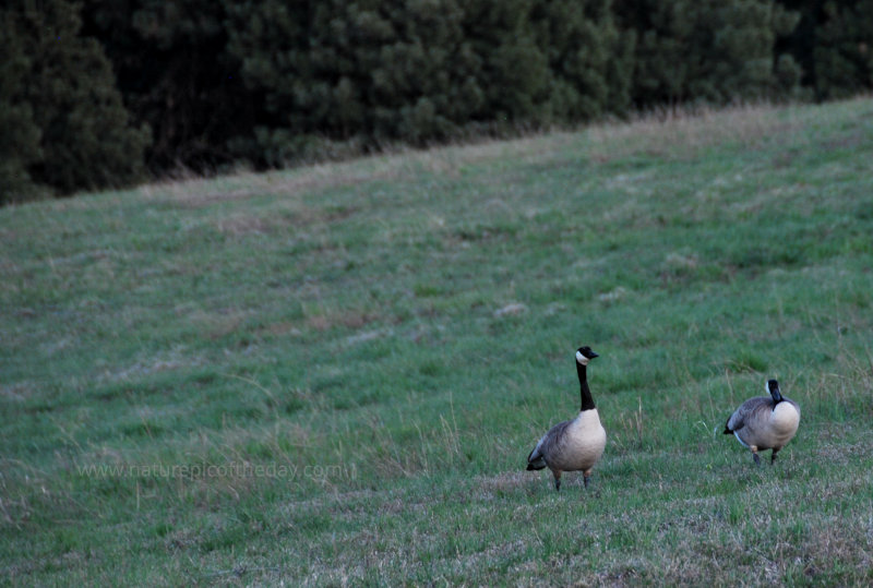 Canada Geese