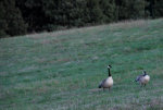 Canada Geese