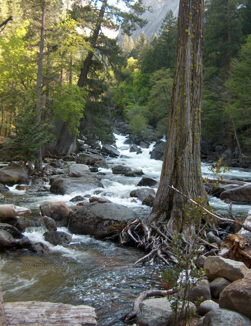 Tree in Yosemite