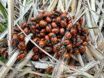 lady bugs