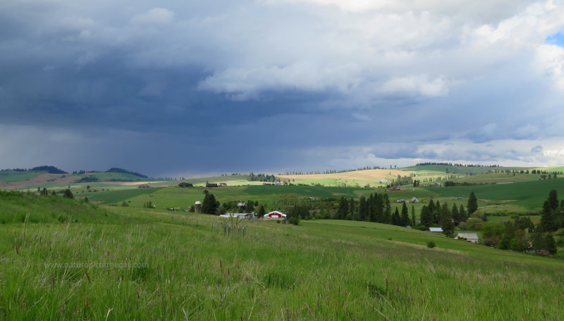 Swollen rain clouds over the green Palouse