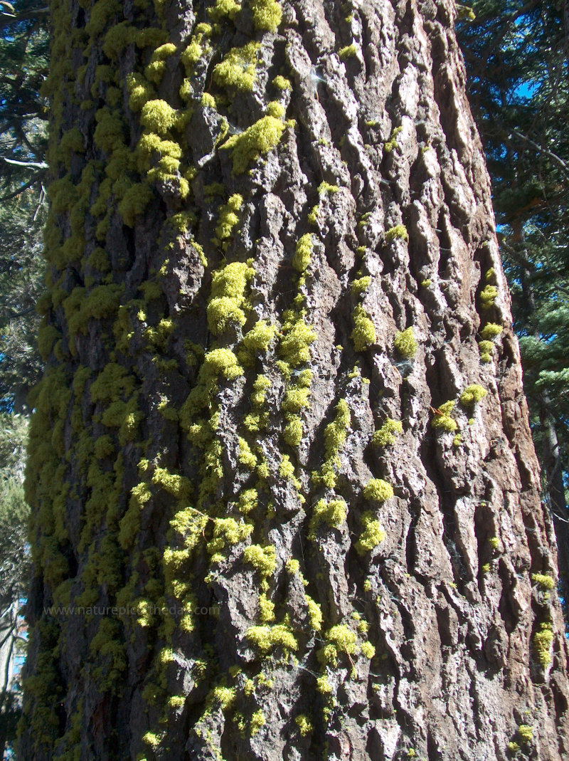 Moss always grows on the outside of the trees.