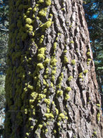 Moss always grows on the outside of the trees.