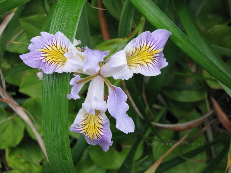 Wild Iris