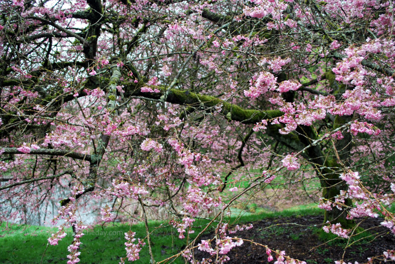 Cherry Tree