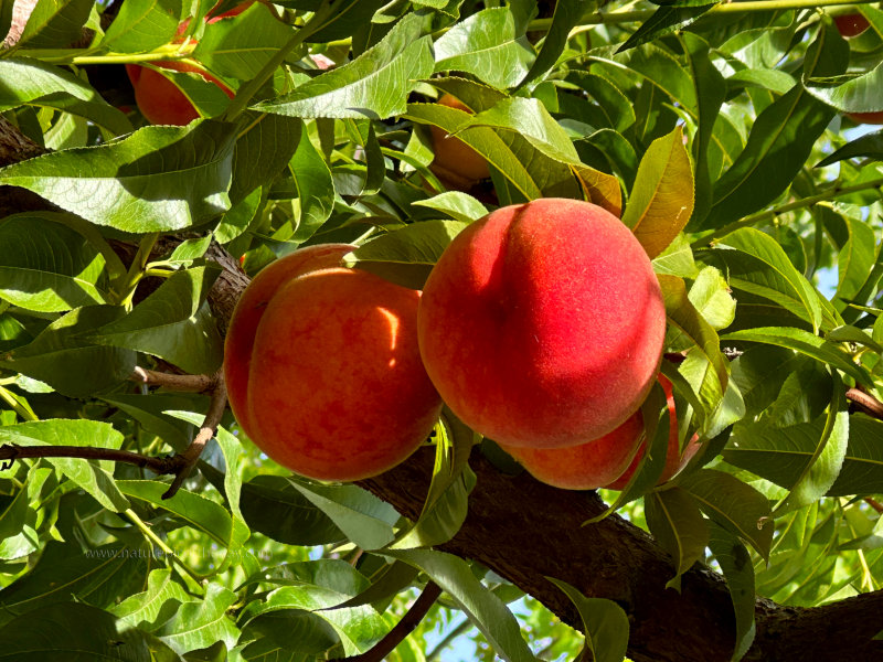 Delicious peaches