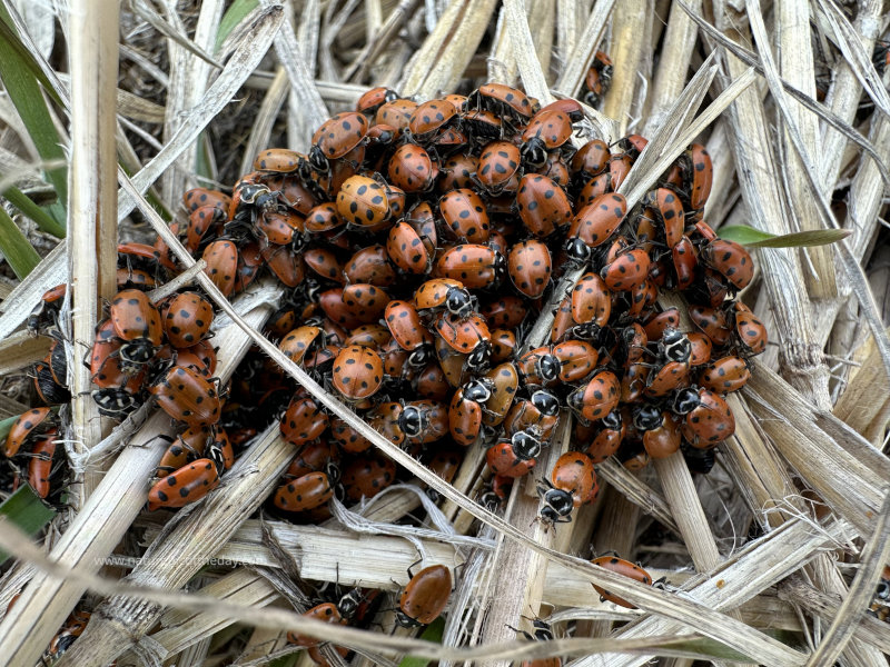 Lady bugs