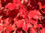 Red Maple Leaves