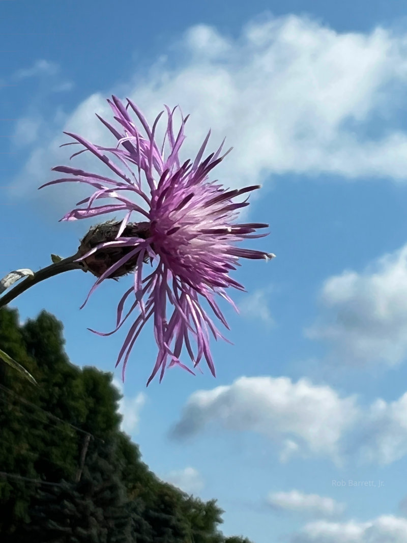 Thistles can be pretty