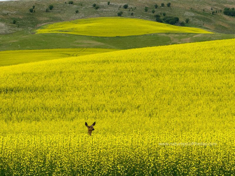 Deer in Canola