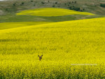 Deer in Canola