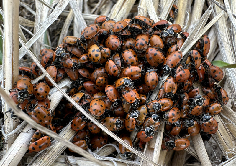 A pile of ladybugs