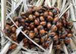 A pile of ladybugs