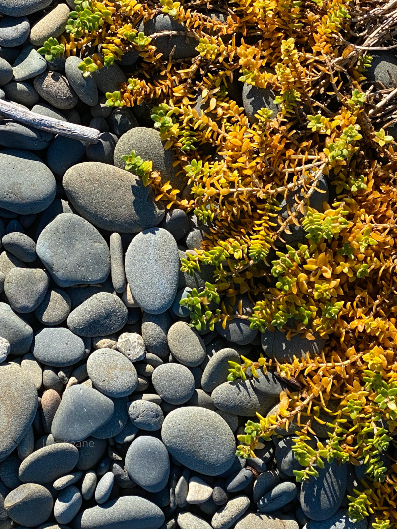 On the Olympic Peninsula