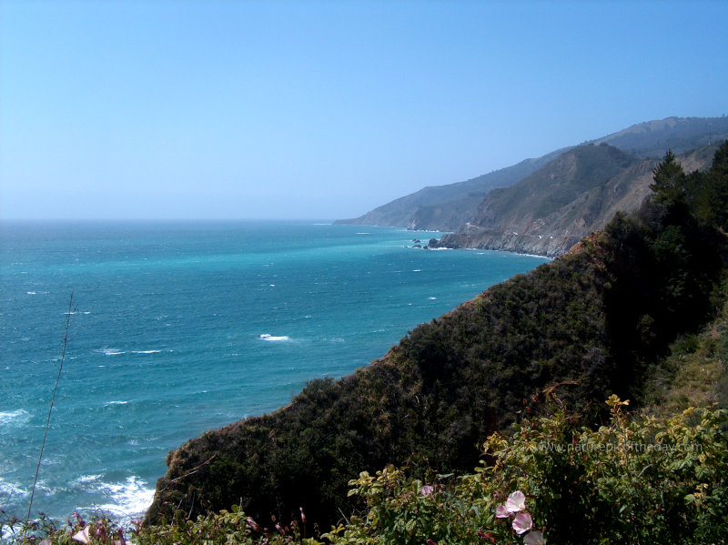 Flowers and Coast on Big Sur